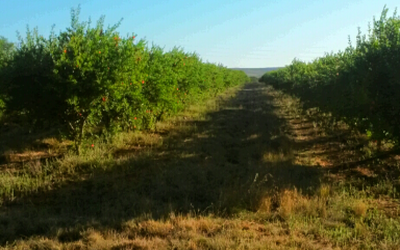 pomegranates